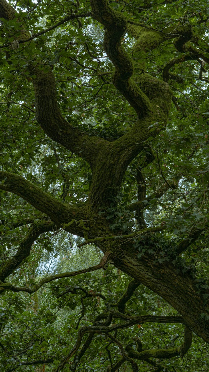 big green tree