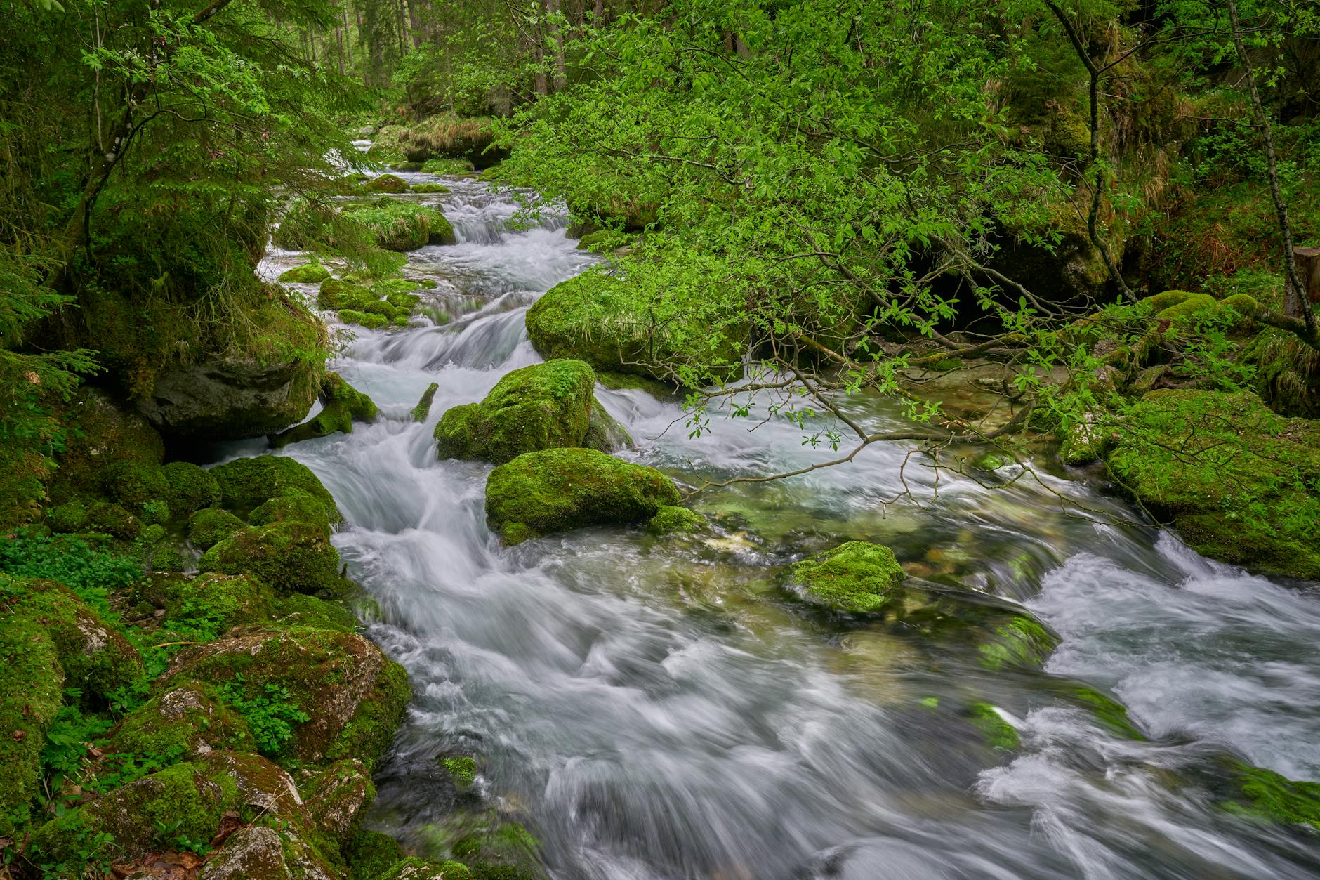 serene forest stream in golling an der salzach